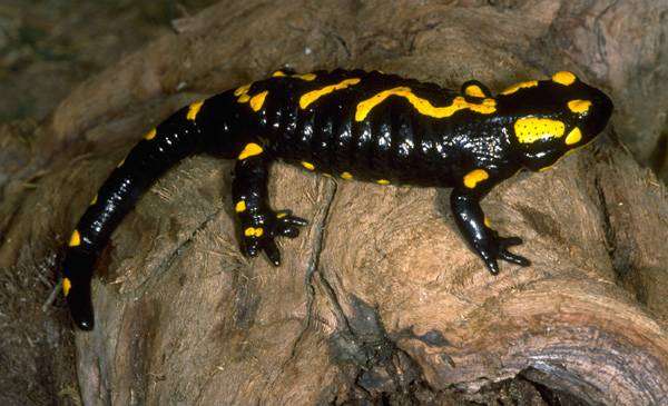 Огненная саламандра (Salamandra salamandra), фото хвостатые амфибии фотография картинка