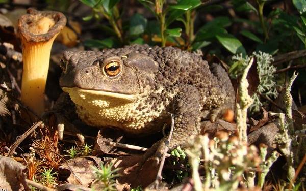 Земляная-жаба-Описание-особенности-виды-и-среда-обитания-земляной-жабы-8