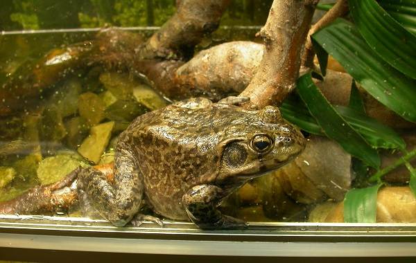Жаба-животное-Описание-особенности-виды-образ-жизни-и-среда-обитания-жабы-23