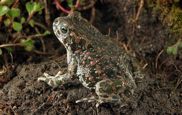 Земляная-жаба-Описание-особенности-виды-и-среда-обитания-земляной-жабы-9