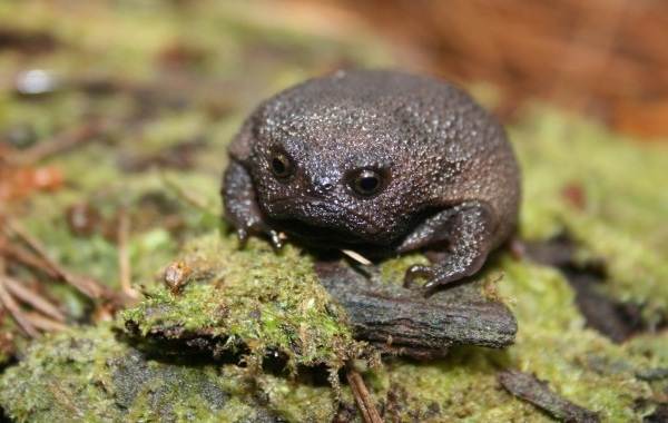 Земляная-жаба-Описание-особенности-виды-и-среда-обитания-земляной-жабы-10