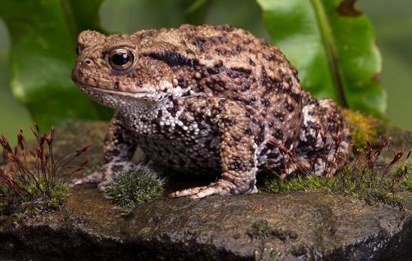 Земляная-жаба-Описание-особенности-виды-и-среда-обитания-земляной-жабы-5