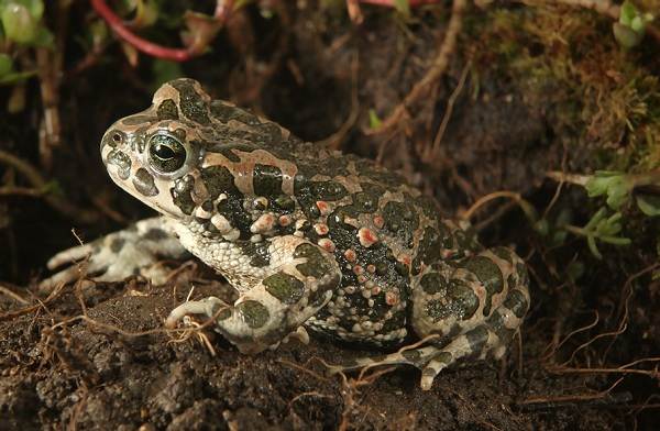 Земляная-жаба-Описание-особенности-виды-и-среда-обитания-земляной-жабы-6