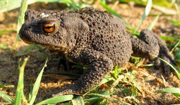 Фото: Земляная жаба на огороде
