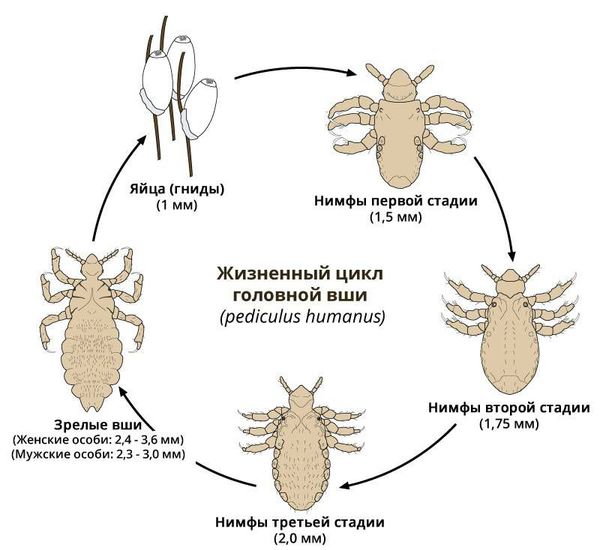 Жизненный цикл головной вши