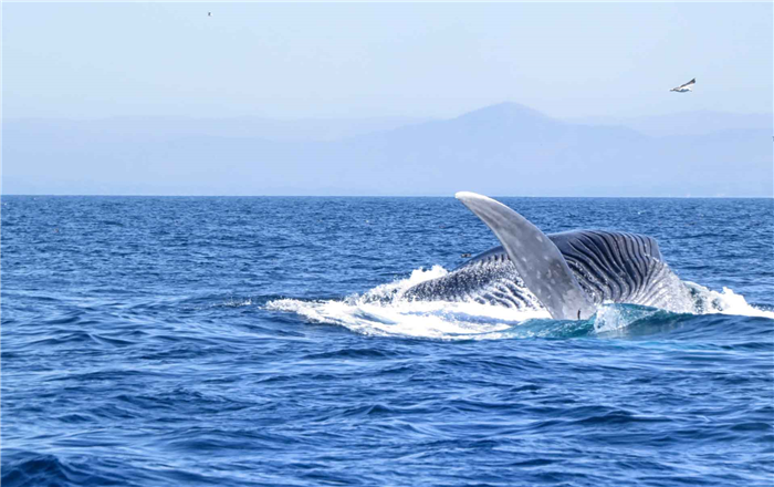 Синий кит питается крилем