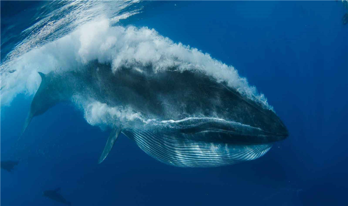 Синий кит ест криль