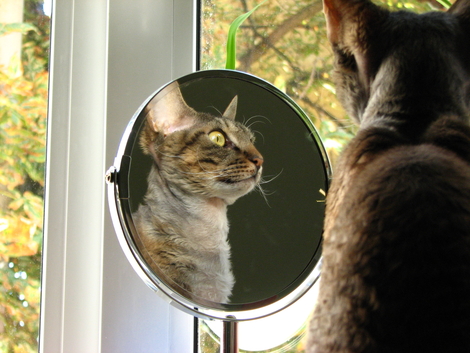 Почему кошка смотрит в зеркало