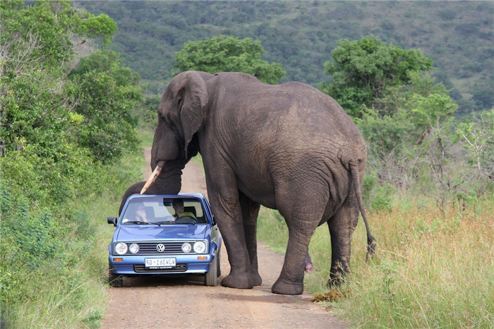 Неподдельное любопытство слона может плохо закончится для туристов. 