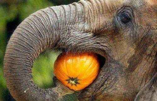 слон кушает