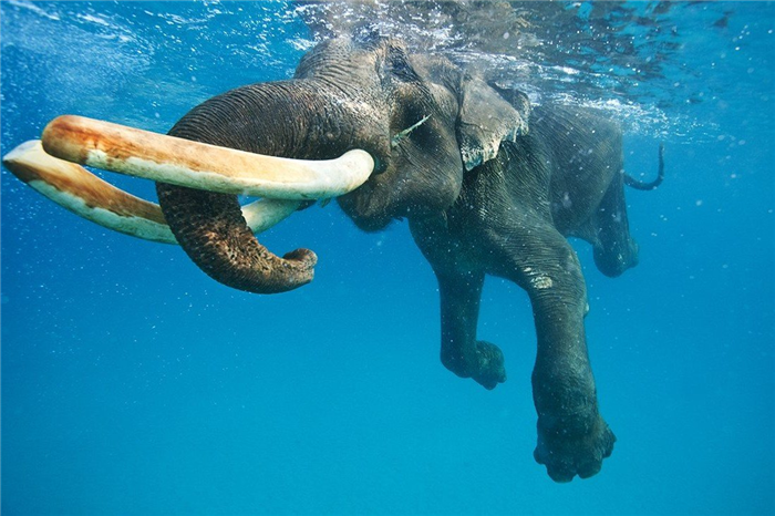Несмотря на свою громоздкость и массивность, слоны отлично плавают. Более того - они просто обожают воду! 