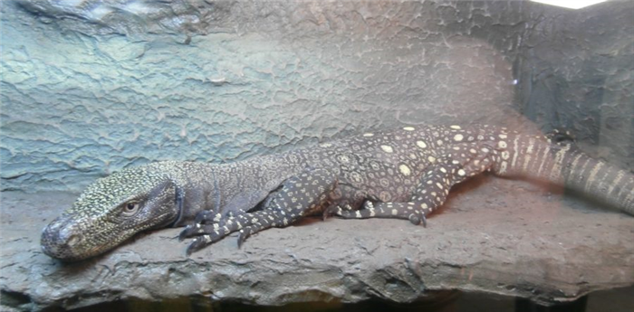 Крокодиловый варан