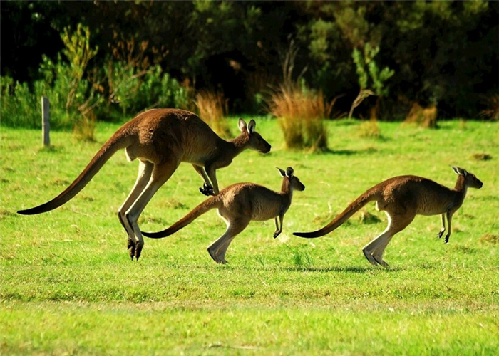 Семейство кенгуру на лугу