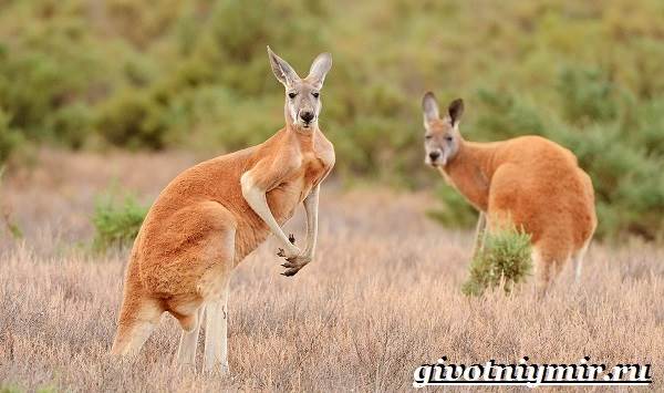 Животные-Австралии-6