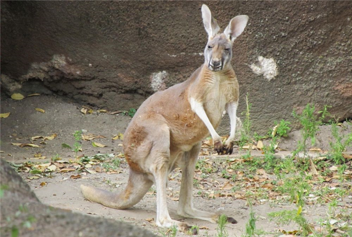 кенгуру в Австралии