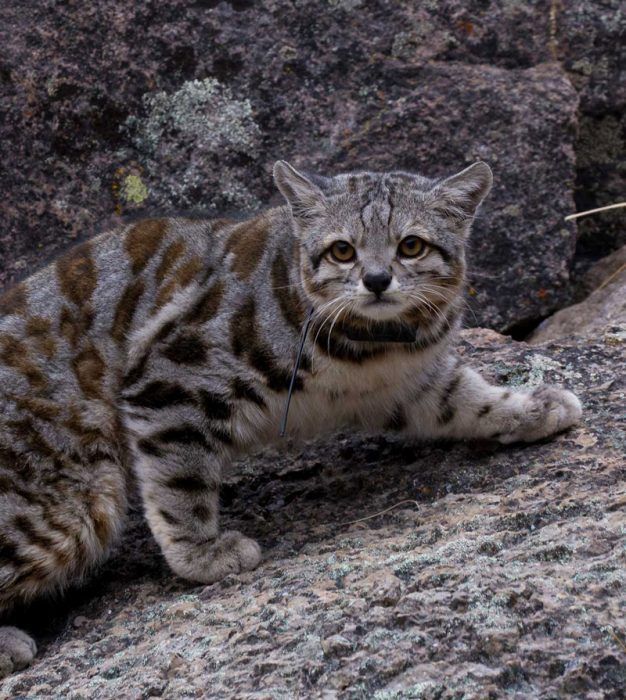 Андский кот на камнях