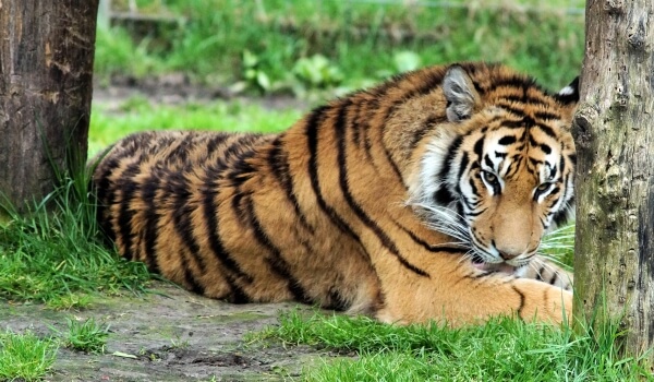 Фото: Индийский бенгальский тигр