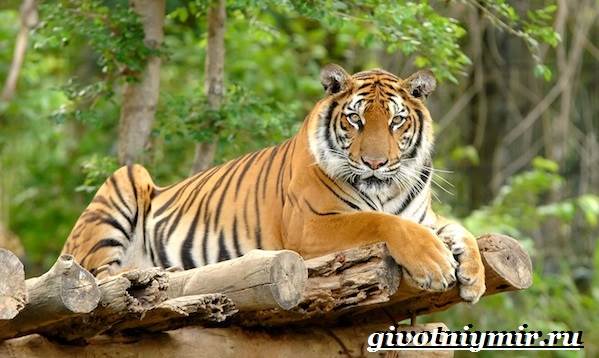 Бенгальский-тигр-Образ-жизни-и-среда-обитания-бенгальского-тигра-5