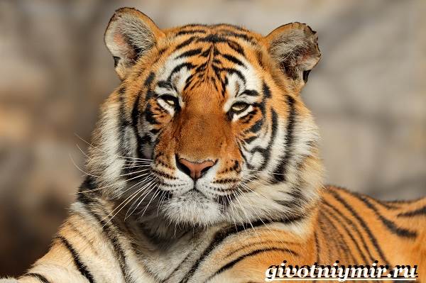 Бенгальский-тигр-Образ-жизни-и-среда-обитания-бенгальского-тигра-6
