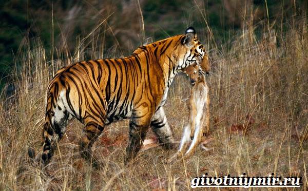 Бенгальский-тигр-Образ-жизни-и-среда-обитания-бенгальского-тигра-12