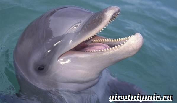 Дельфин-афалина-Образ-жизни-и-среда-обитания-дельфина-афалина-4