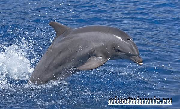 Дельфин-афалина-Образ-жизни-и-среда-обитания-дельфина-афалина-6