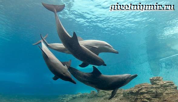 Дельфин-афалина-Образ-жизни-и-среда-обитания-дельфина-афалина-7