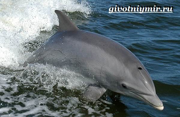 Дельфин-афалина-Образ-жизни-и-среда-обитания-дельфина-афалина-2