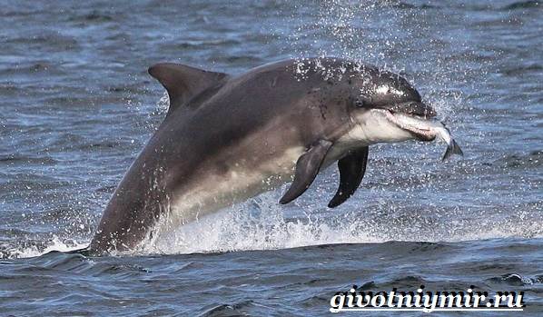 Дельфин-афалина-Образ-жизни-и-среда-обитания-дельфина-афалина-5