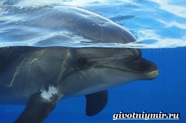 Дельфин-афалина-Образ-жизни-и-среда-обитания-дельфина-афалина-8