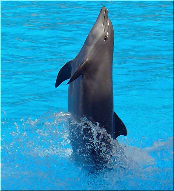 выступления афалин в дельфинарии