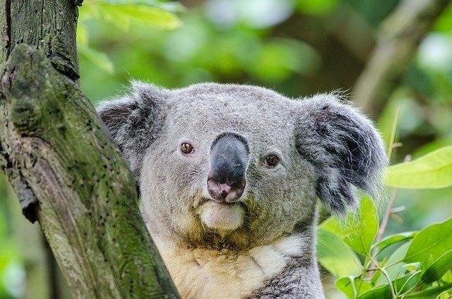 Голова коала фото