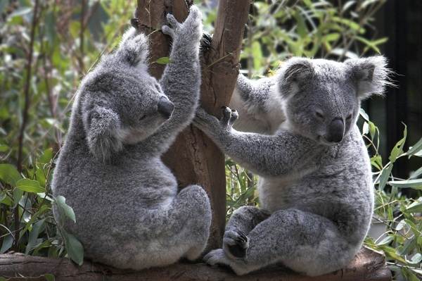 Коала-животное-Описание-особенности-образ-жизни-и-среда-обитания-коалы-10