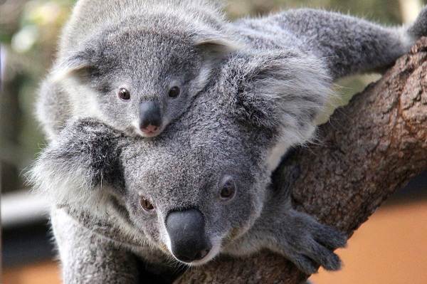 Коала-животное-Описание-особенности-образ-жизни-и-среда-обитания-коалы-13
