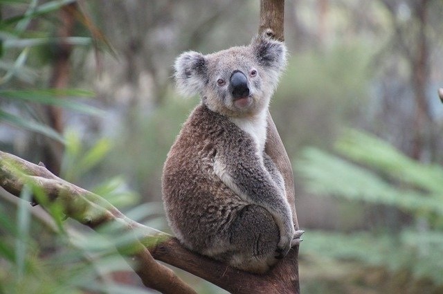 Как выглядит коала фото