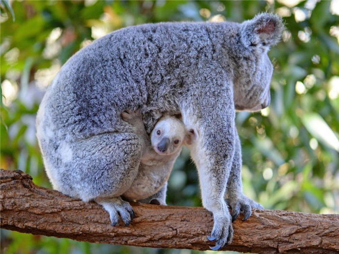 Размножение коал
