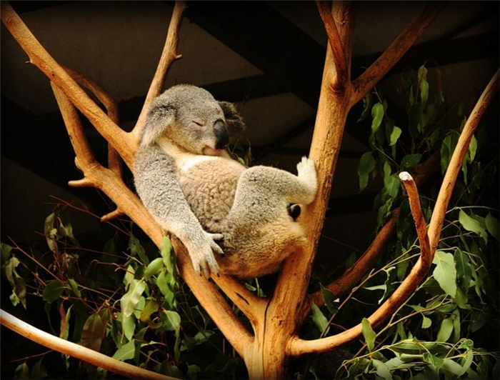 Спящий коала чувствует себя на ветке комфортно.
