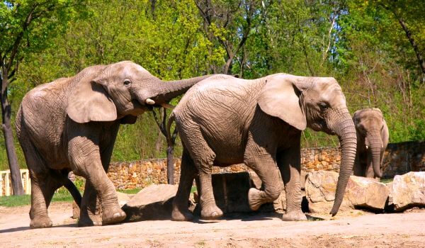 Фото: Азиатские индийские слоны