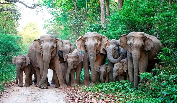 Фото: Индийские слоны