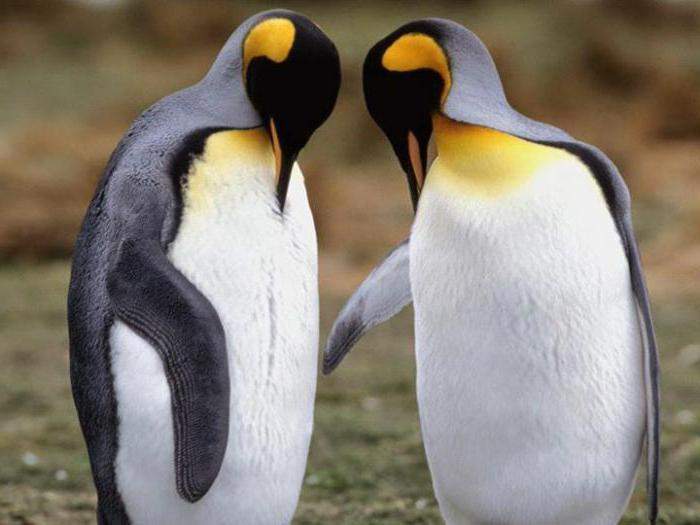 пингвины сколько видов