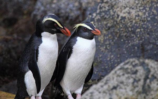 Королевский-пингвин-Описание-особенности-виды-образ-жизни-и-среда-обитания-птицы-9
