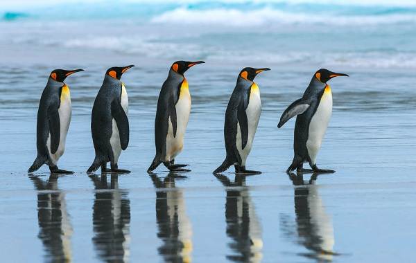 Королевский-пингвин-Описание-особенности-виды-образ-жизни-и-среда-обитания-птицы-19