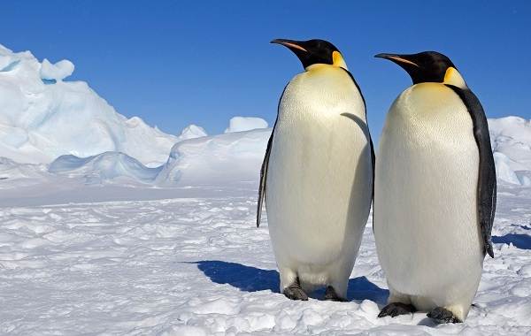 Королевский-пингвин-Описание-особенности-виды-образ-жизни-и-среда-обитания-птицы-6