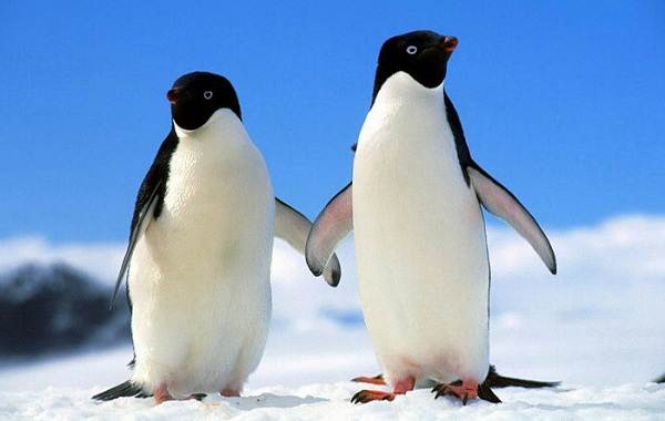 Королевский-пингвин-Описание-особенности-виды-образ-жизни-и-среда-обитания-птицы-7