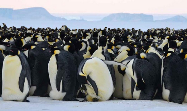 колония пингвинов