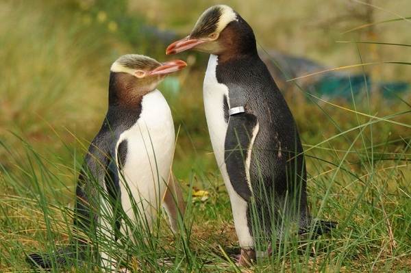 Королевский-пингвин-Описание-особенности-виды-образ-жизни-и-среда-обитания-птицы-11