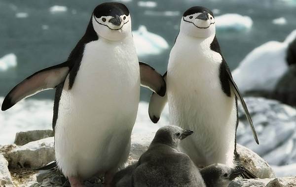 Королевский-пингвин-Описание-особенности-виды-образ-жизни-и-среда-обитания-птицы-12