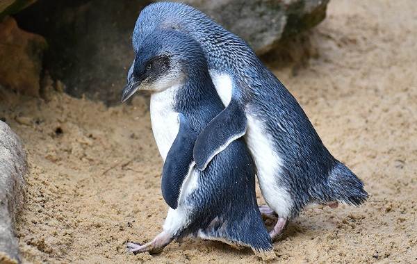 Королевский-пингвин-Описание-особенности-виды-образ-жизни-и-среда-обитания-птицы-10