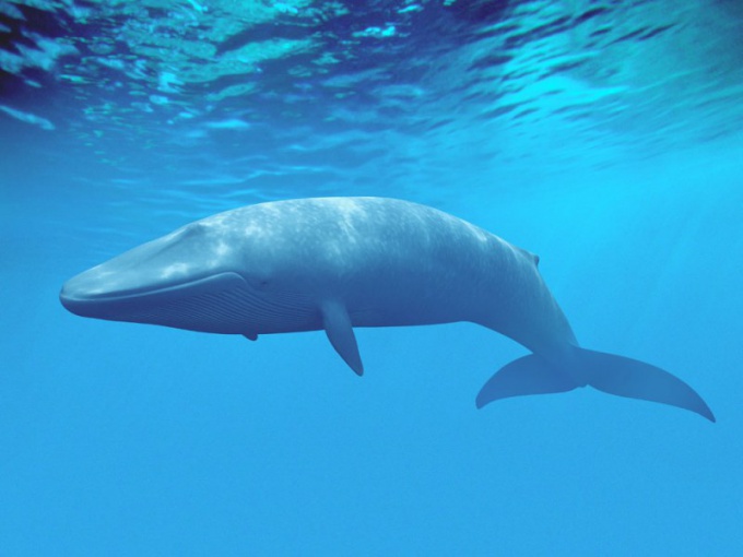 морское животное самое большое по размерам