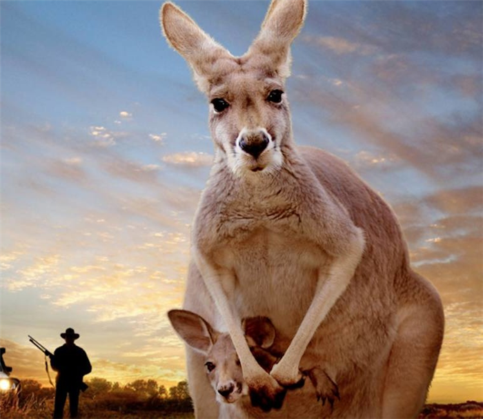 кенгуру и человек фото